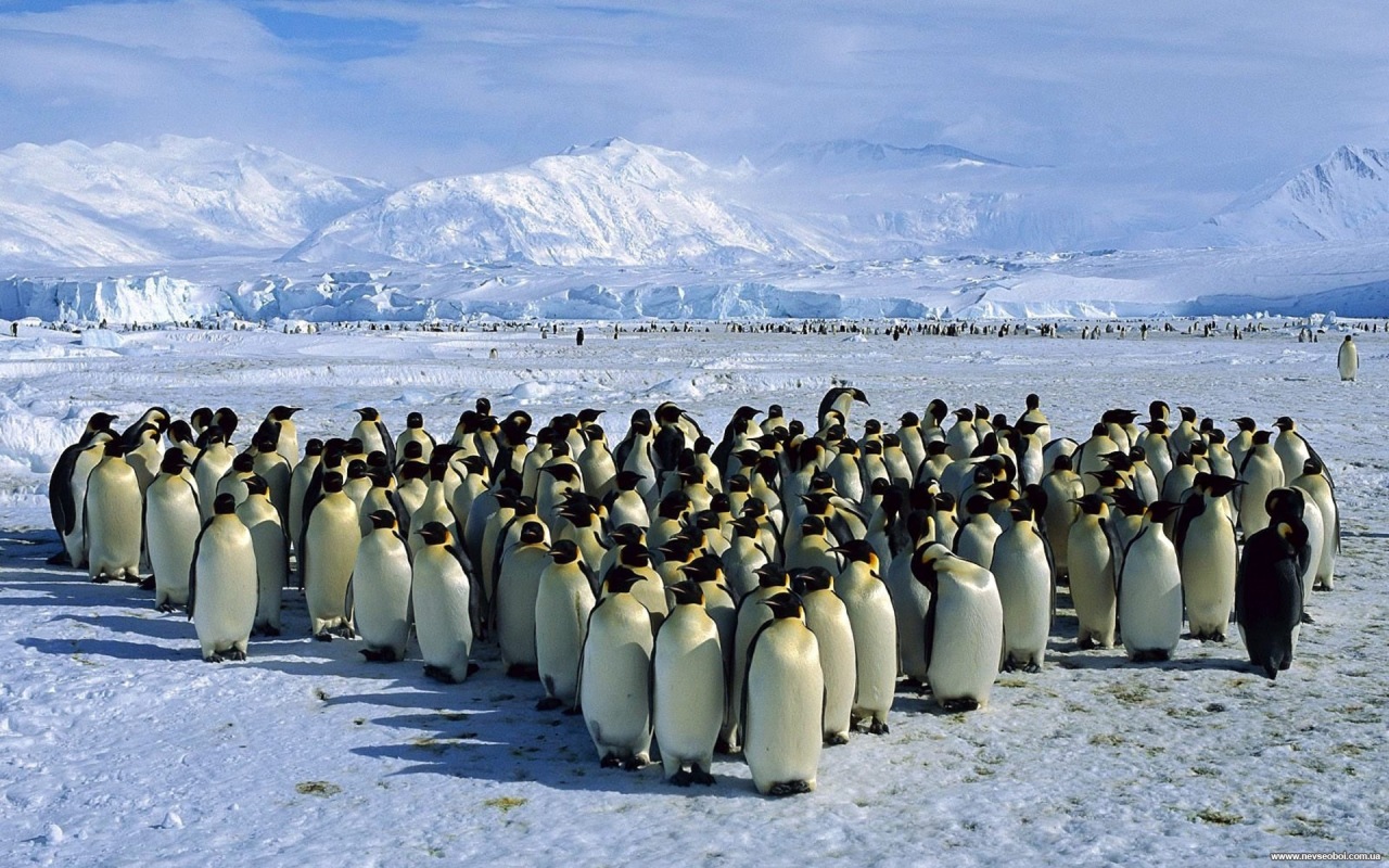 стая,пингвины,снег