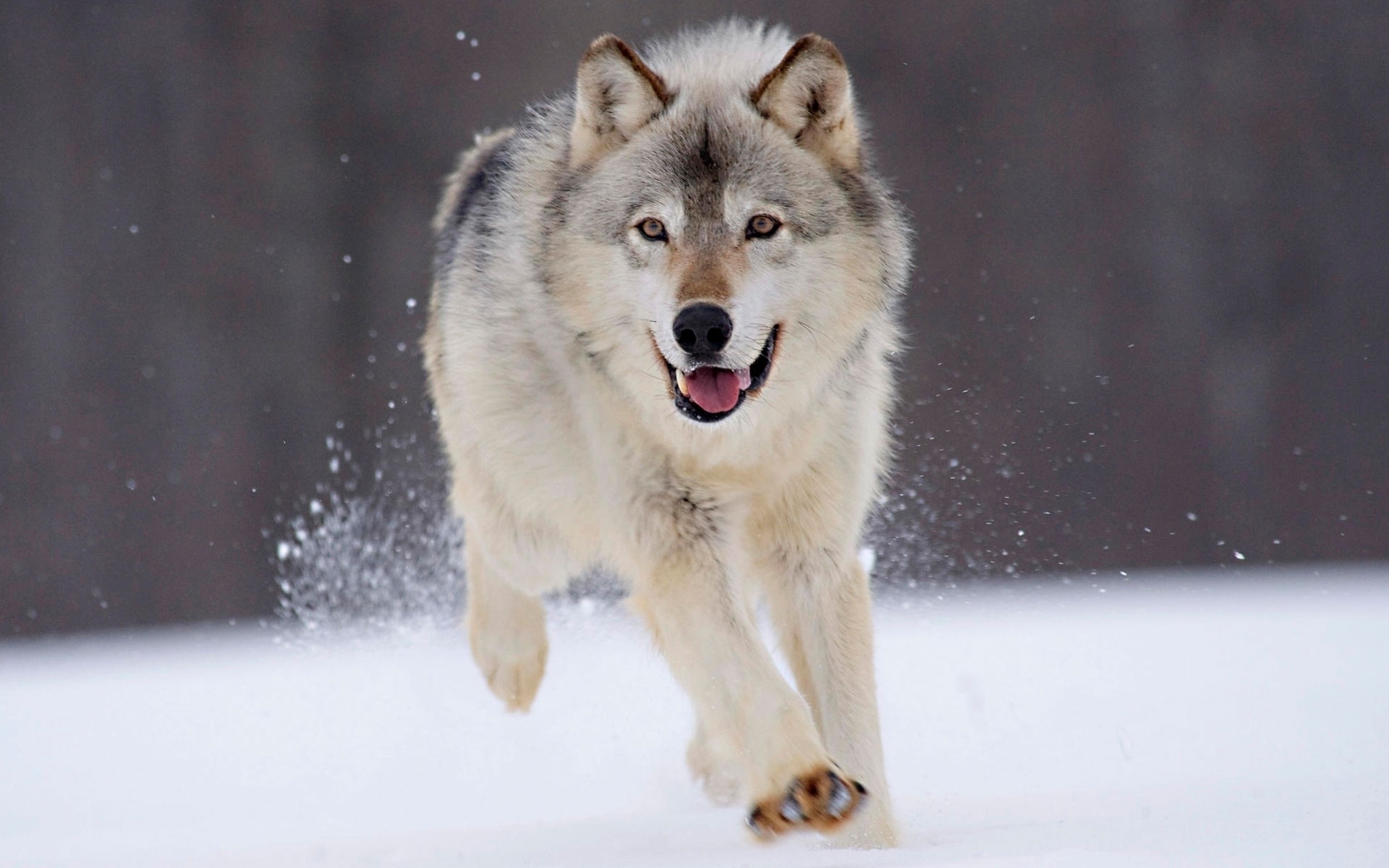 скорость , снег , зима , белый волк