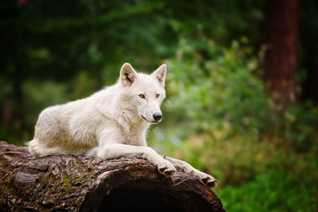 белый,волк,лежит на бревне,дерево