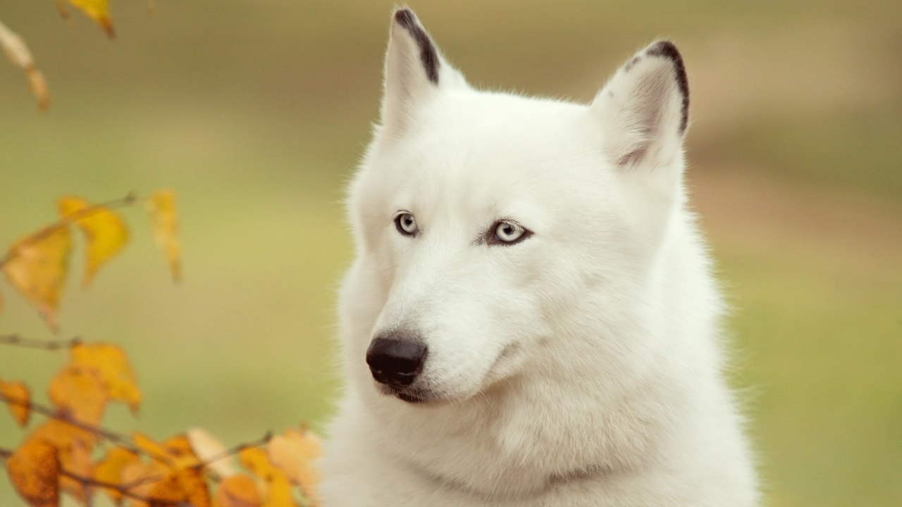 Сибирский,хаси,собака,белый, животное