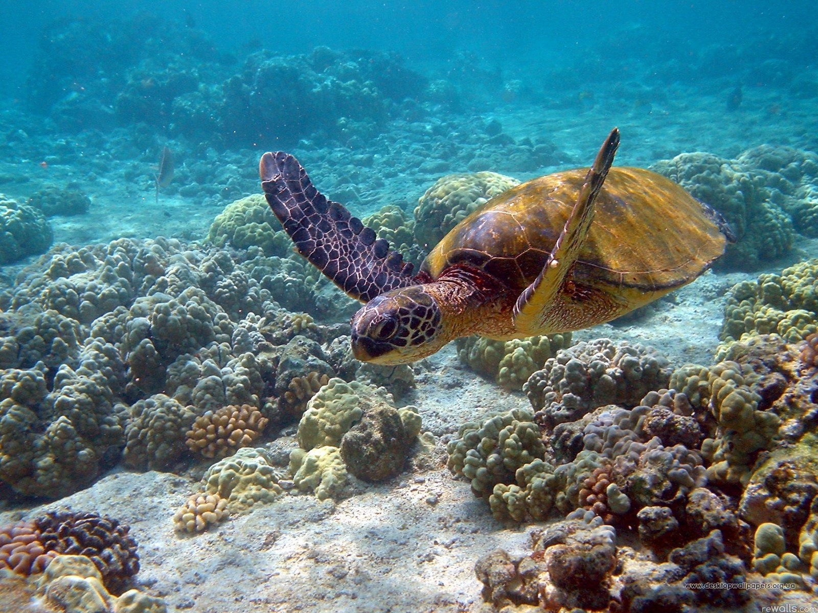 черепаха, вода , глубина , океан , риф