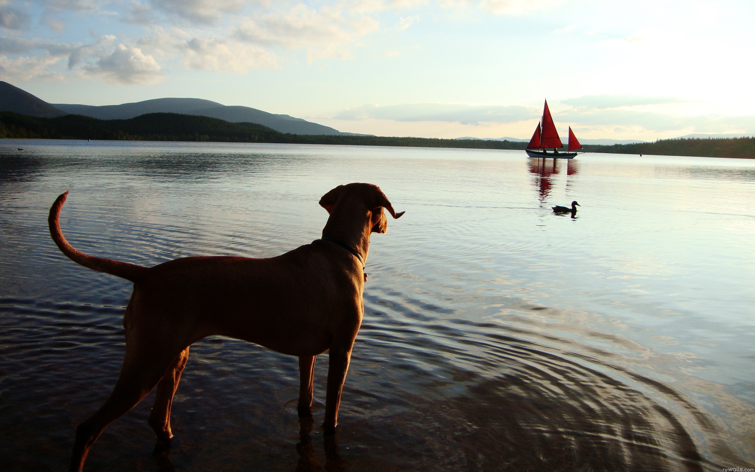 озеро , собака , утка , лодка
