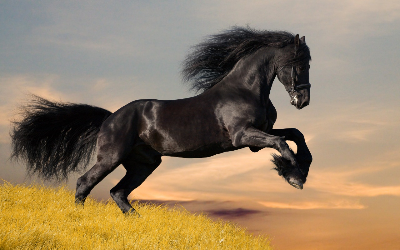 конь,черный,жеребец,природа,поле,трава