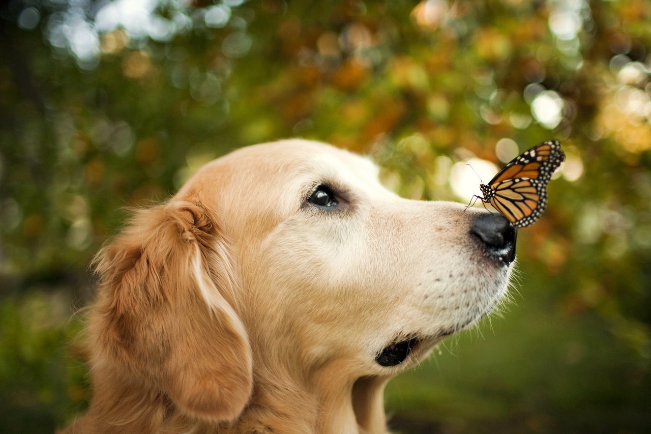собака,бабочка,природа