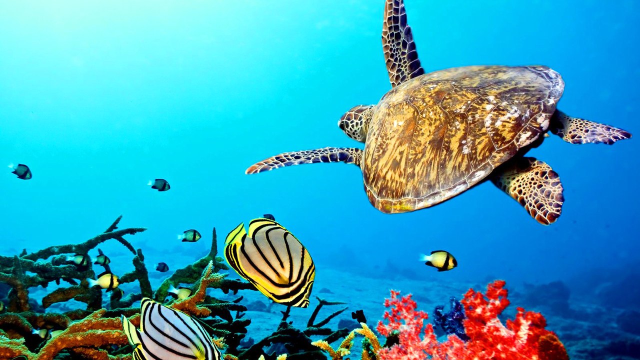 рыбы,черепаха,подводный мир,кораллы