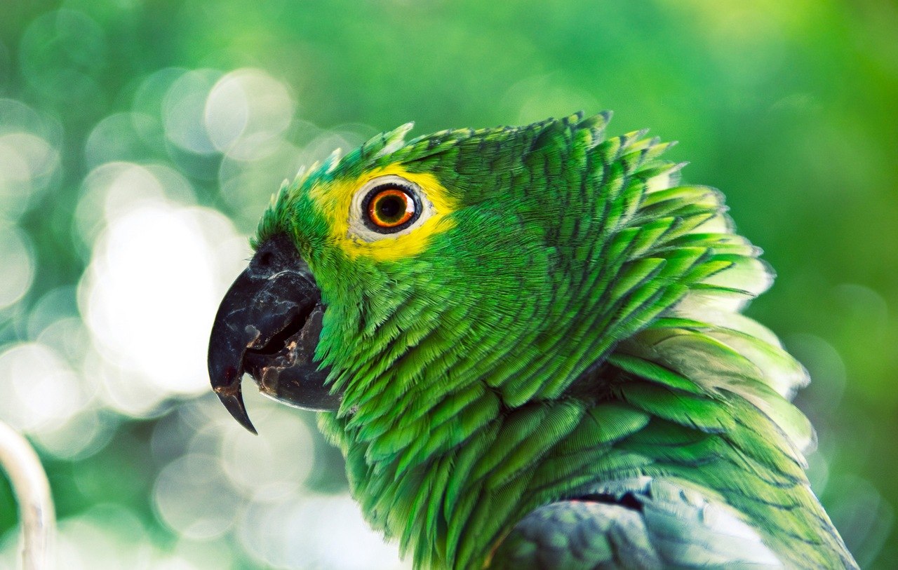 попугай,зеленый,птица