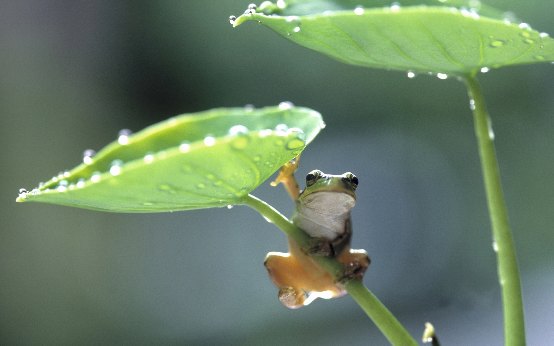 лягушка, frog, листья
