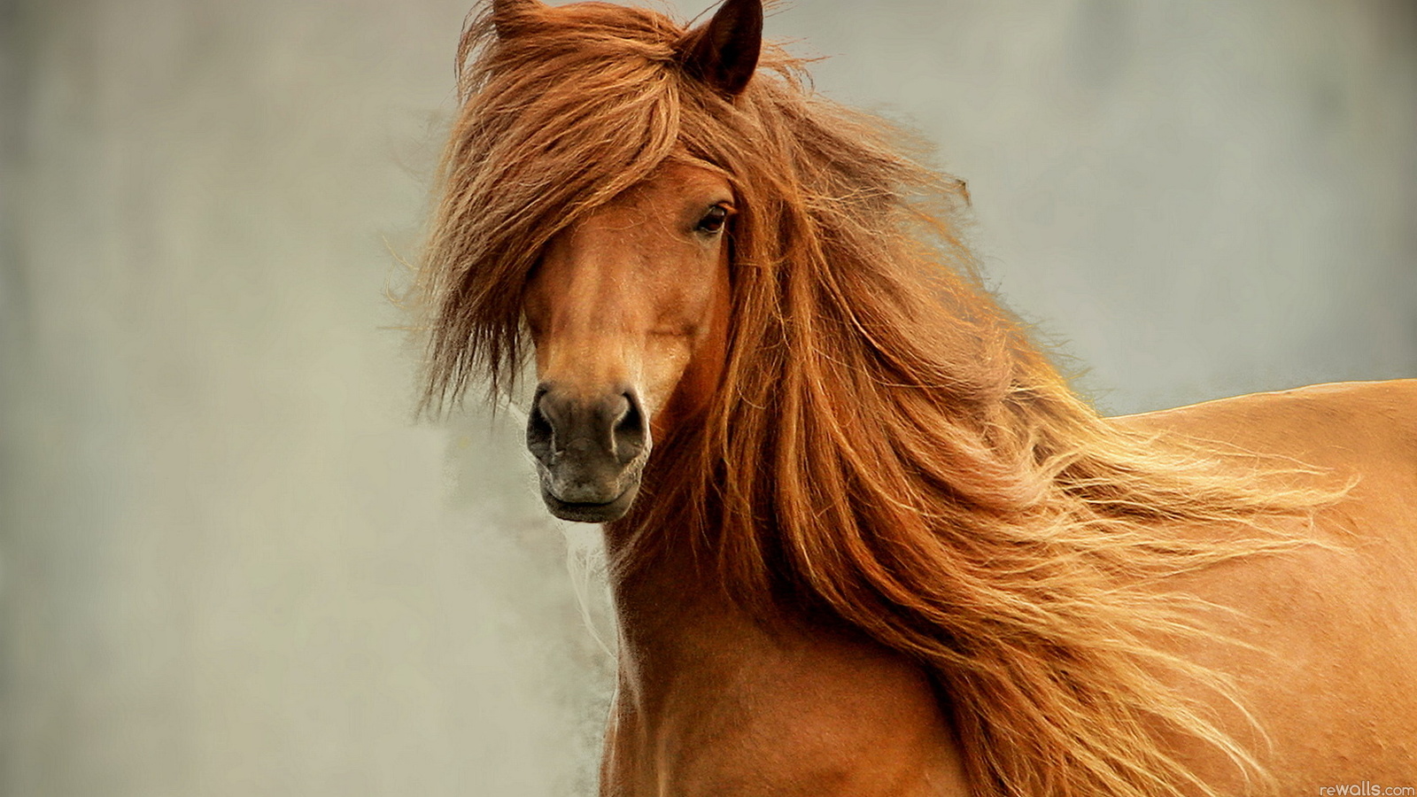 конь , природа , красота,лошадь,рыжий,грива