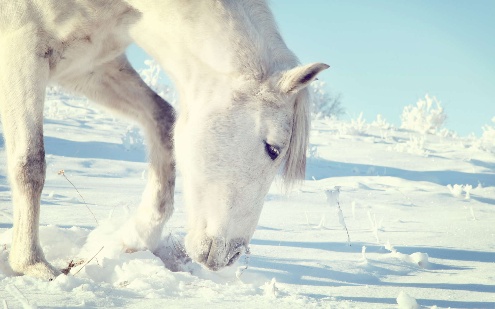 лошадь, белая, зима, снег