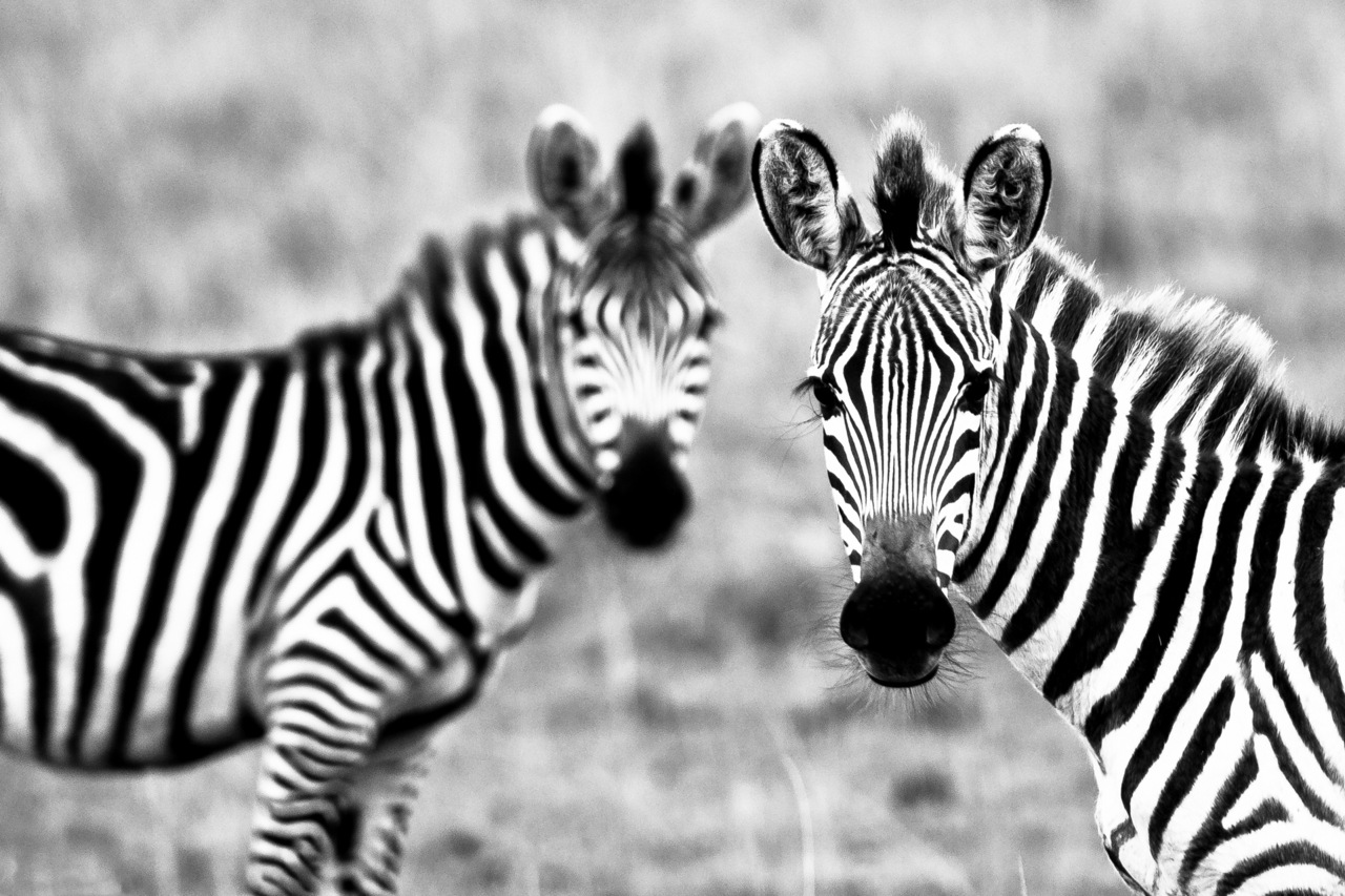 зебры,полосы,черно-белый