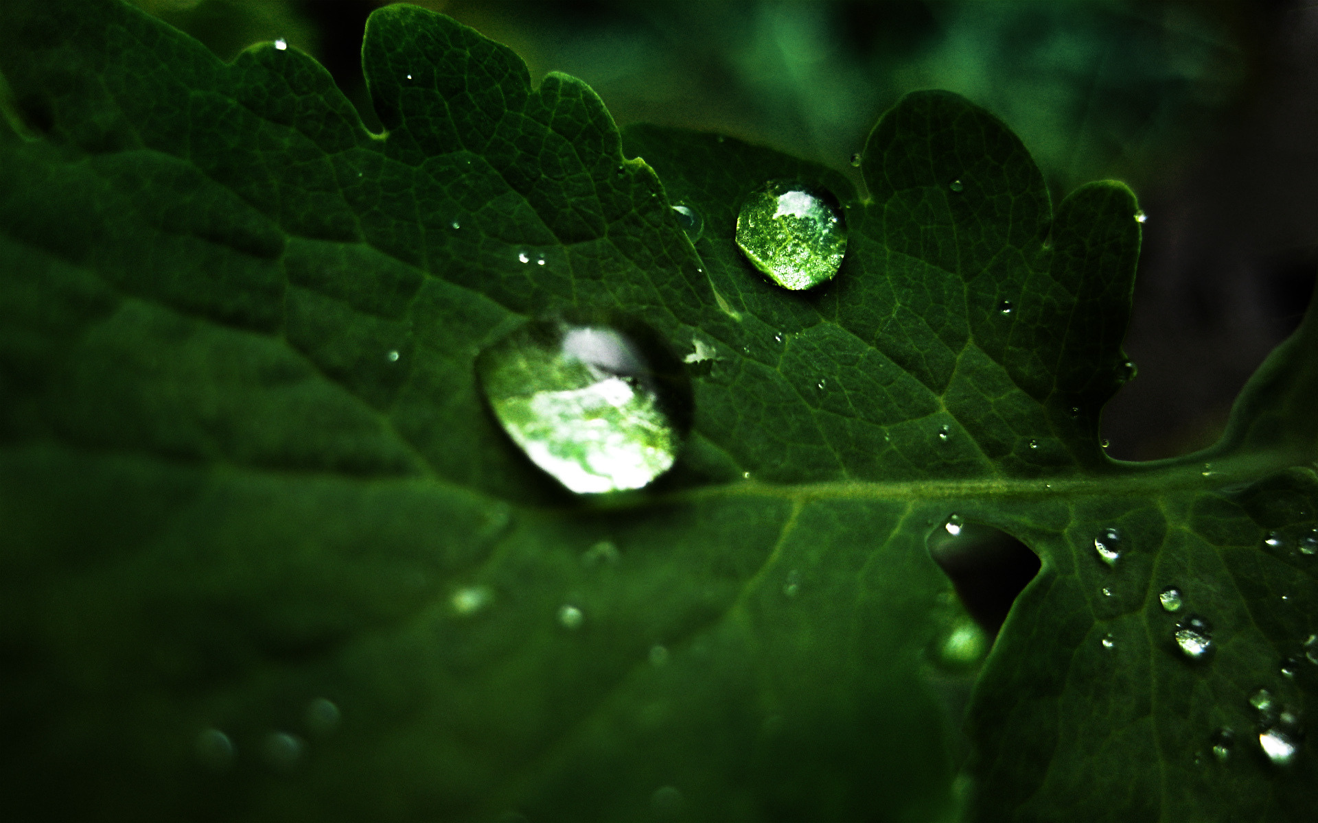 macro droplets, лист, капли