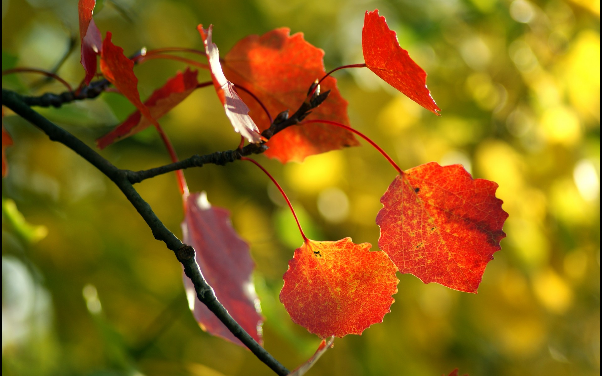 листья, дерево, осень, макро