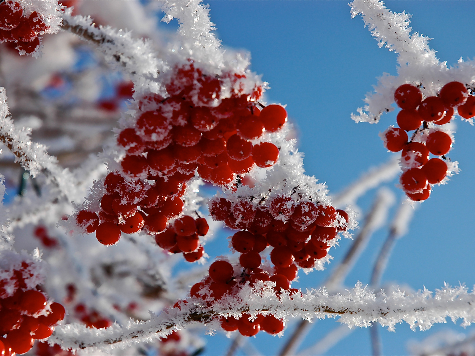 макро, ягоды, ветки, иней, снег