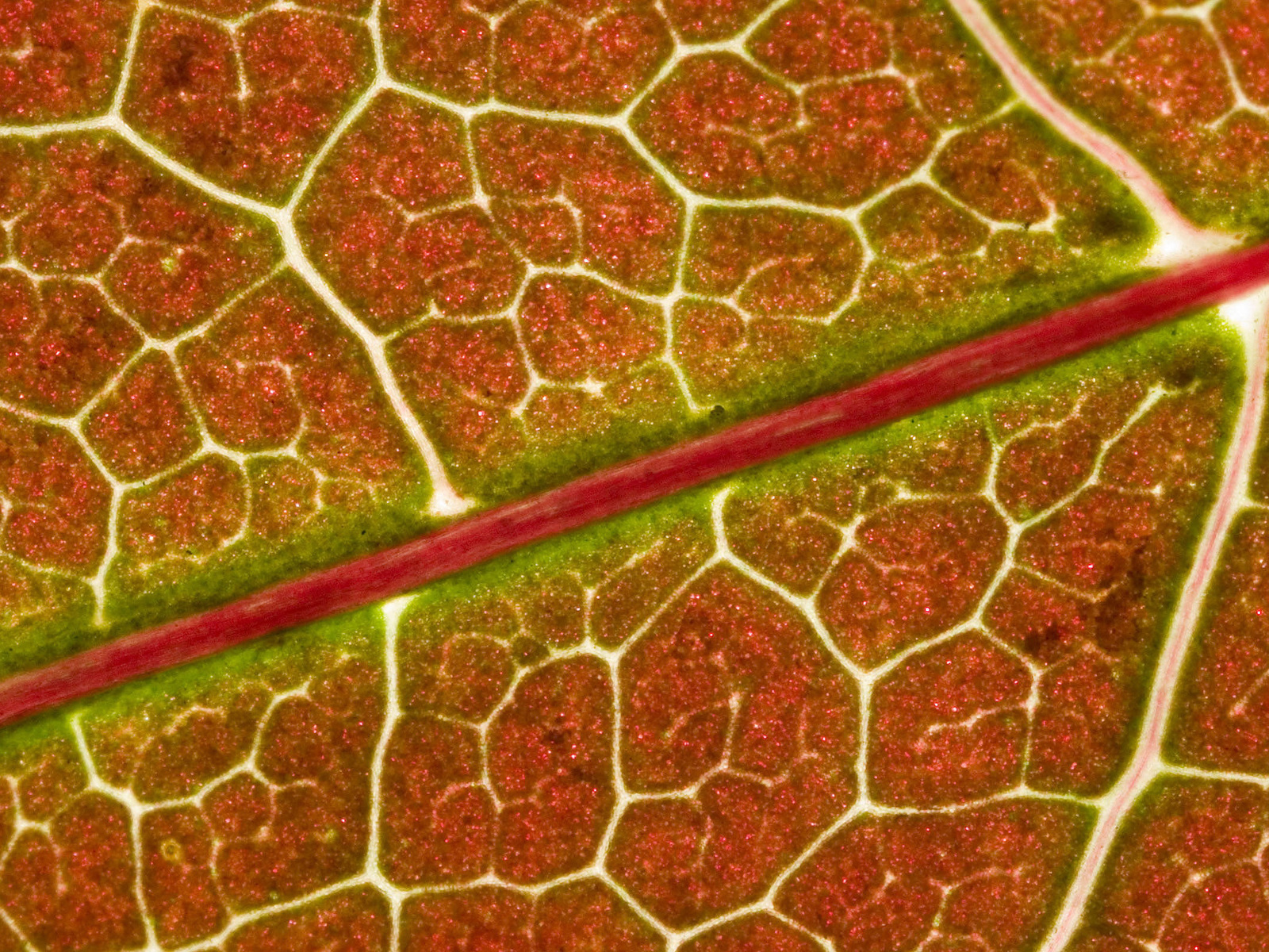 прожилки , листок , под микроскопом