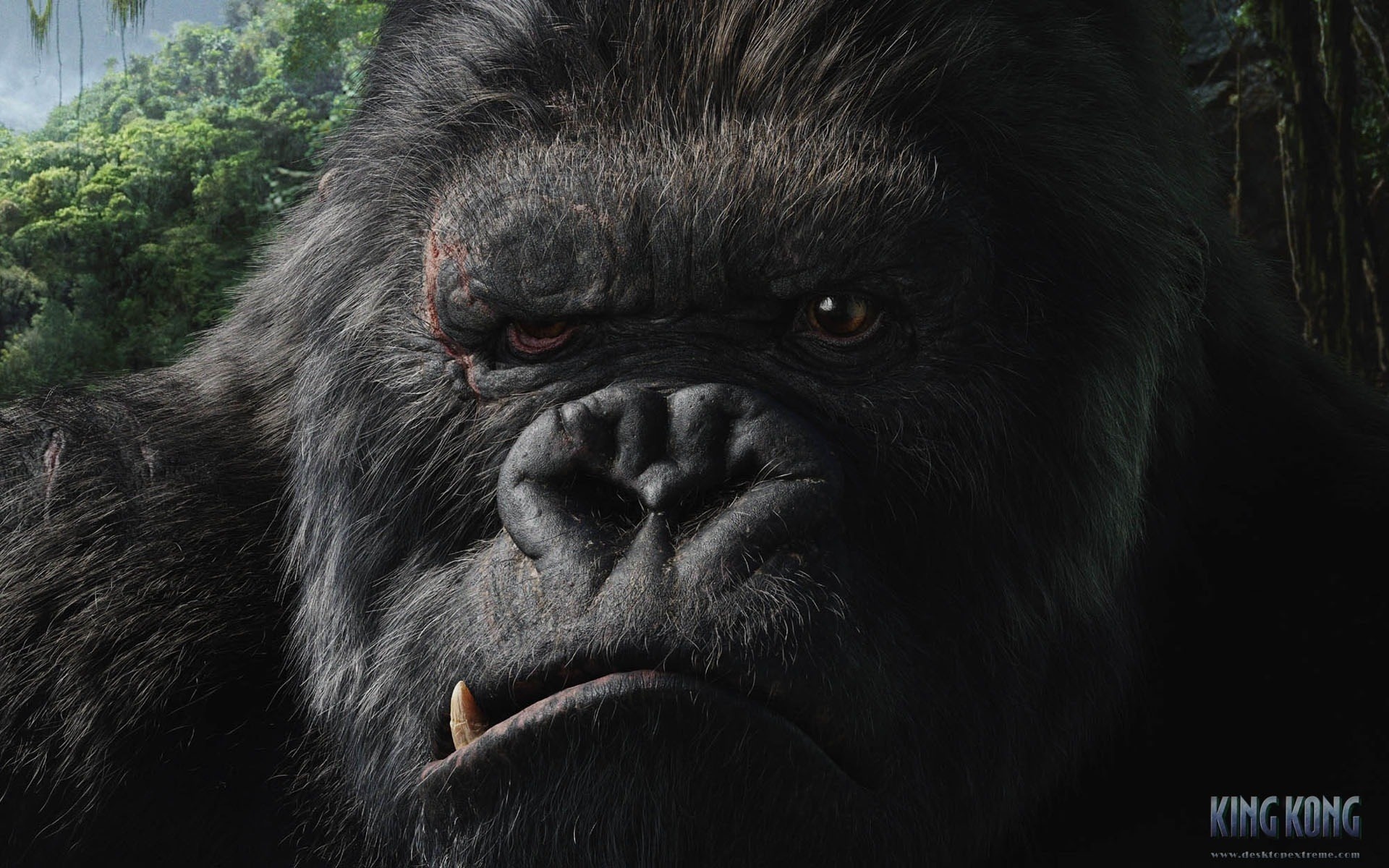 огромная горилла, клыки, кинг - конг