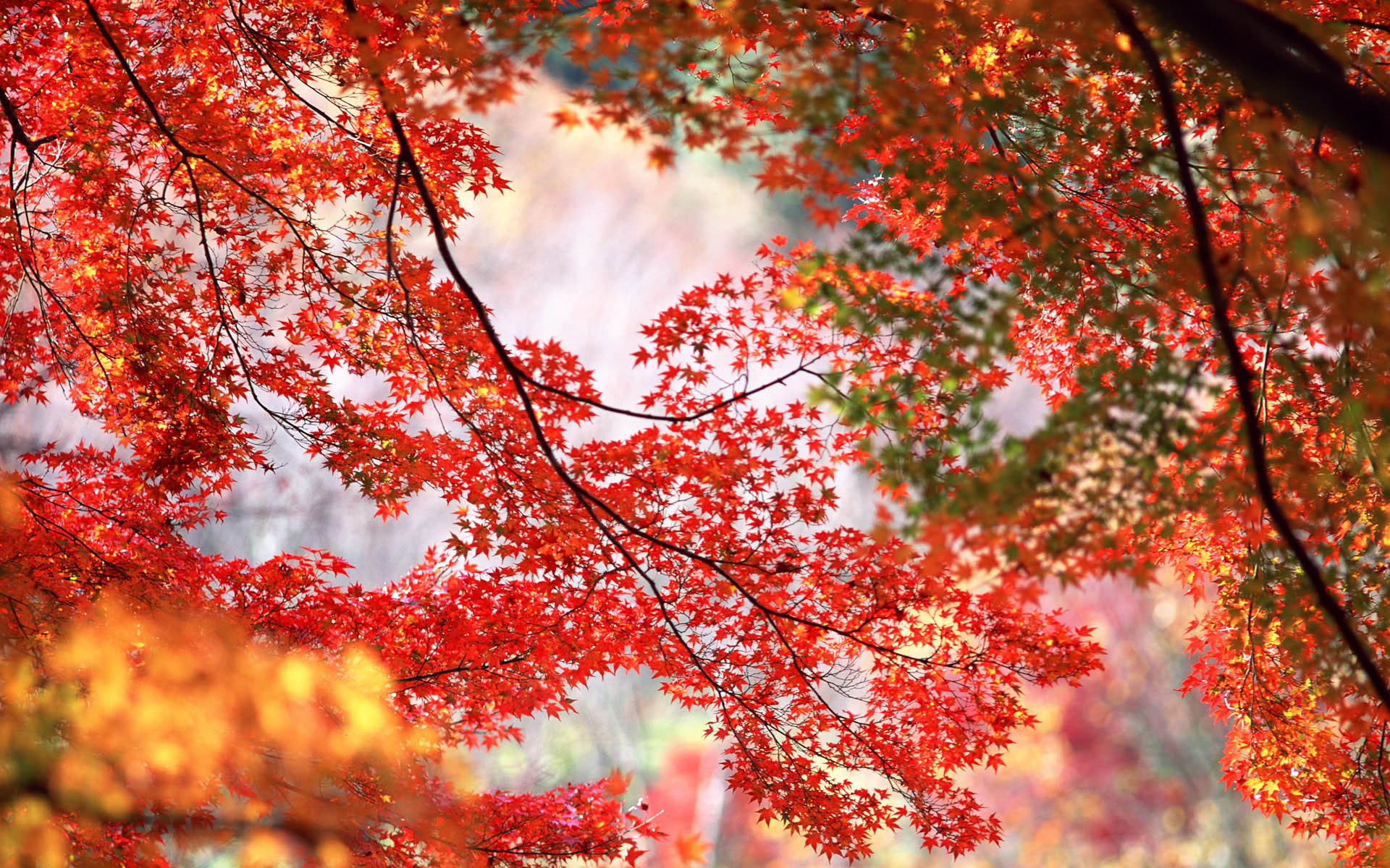 кленовые листья, красные, оранжевые, деревья