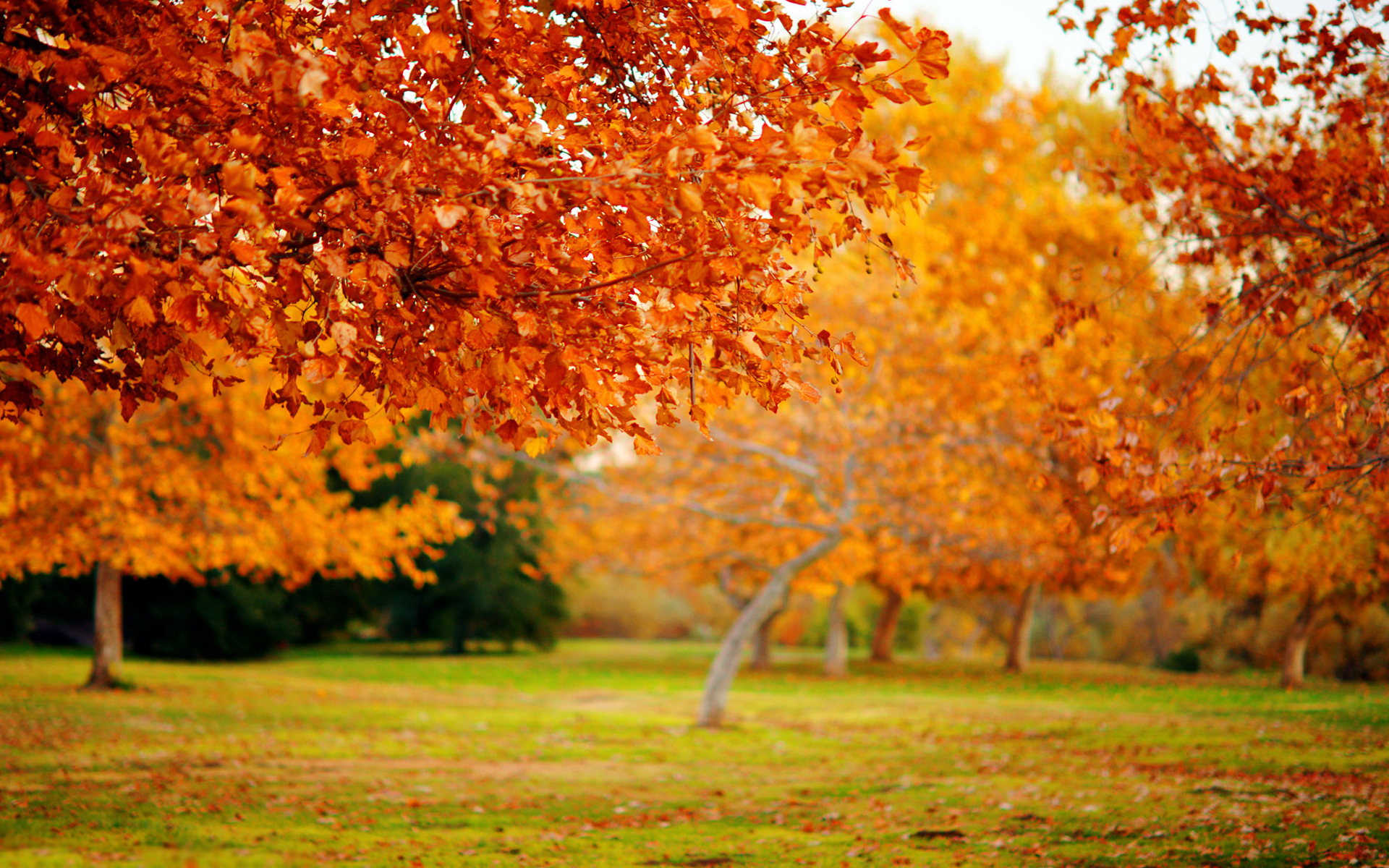 природа, макро, дерево, деревья, осень