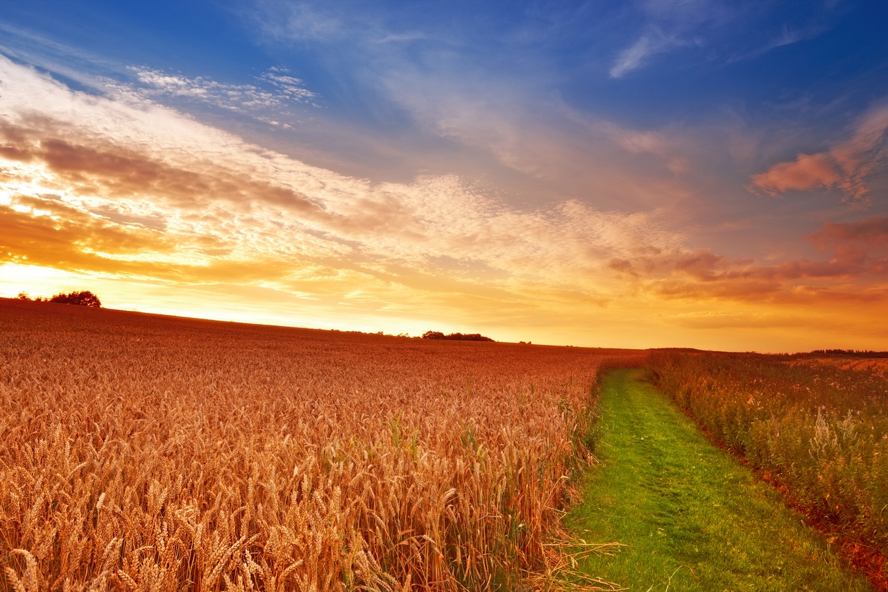 дорога,поле,пшеница,вечер
