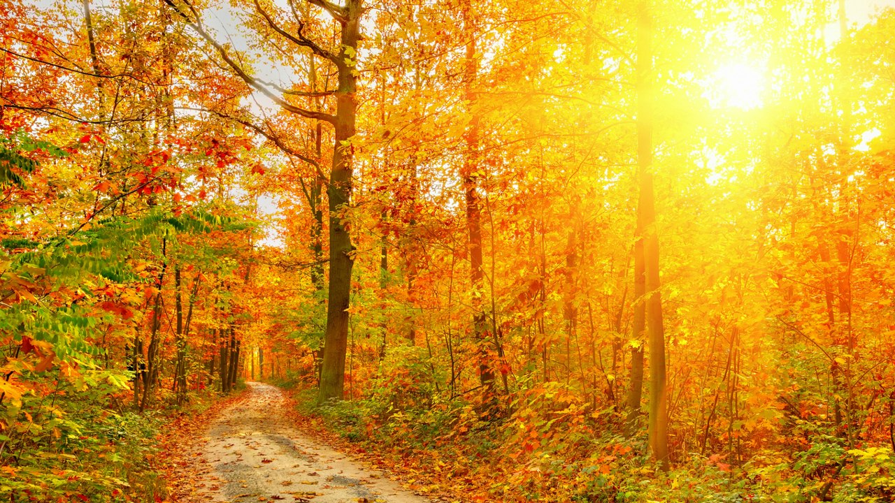 золотая осень,листья,деревья,тропа
