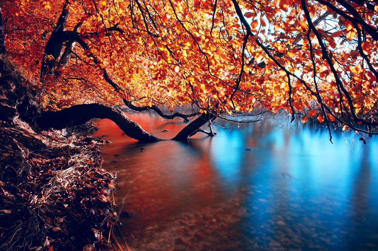 осень,река,вода,дерево,листья,жолтые