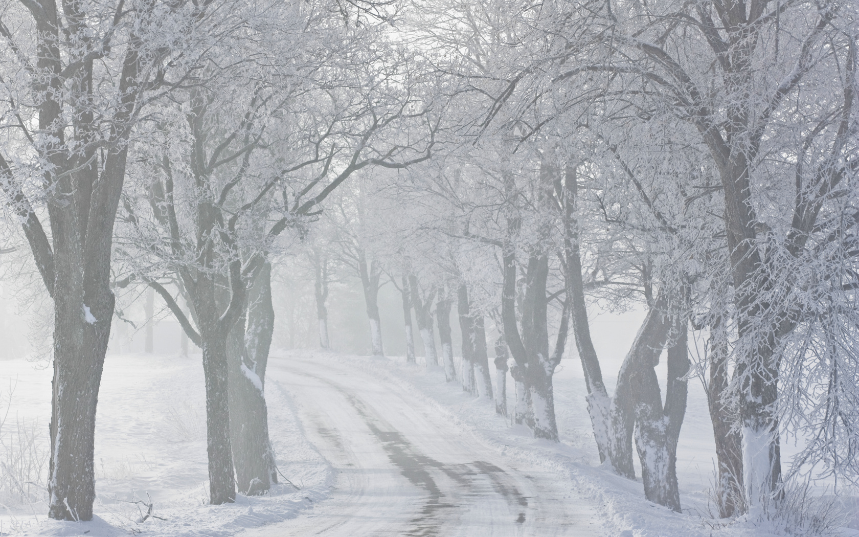 зима , деревья , туман , снег