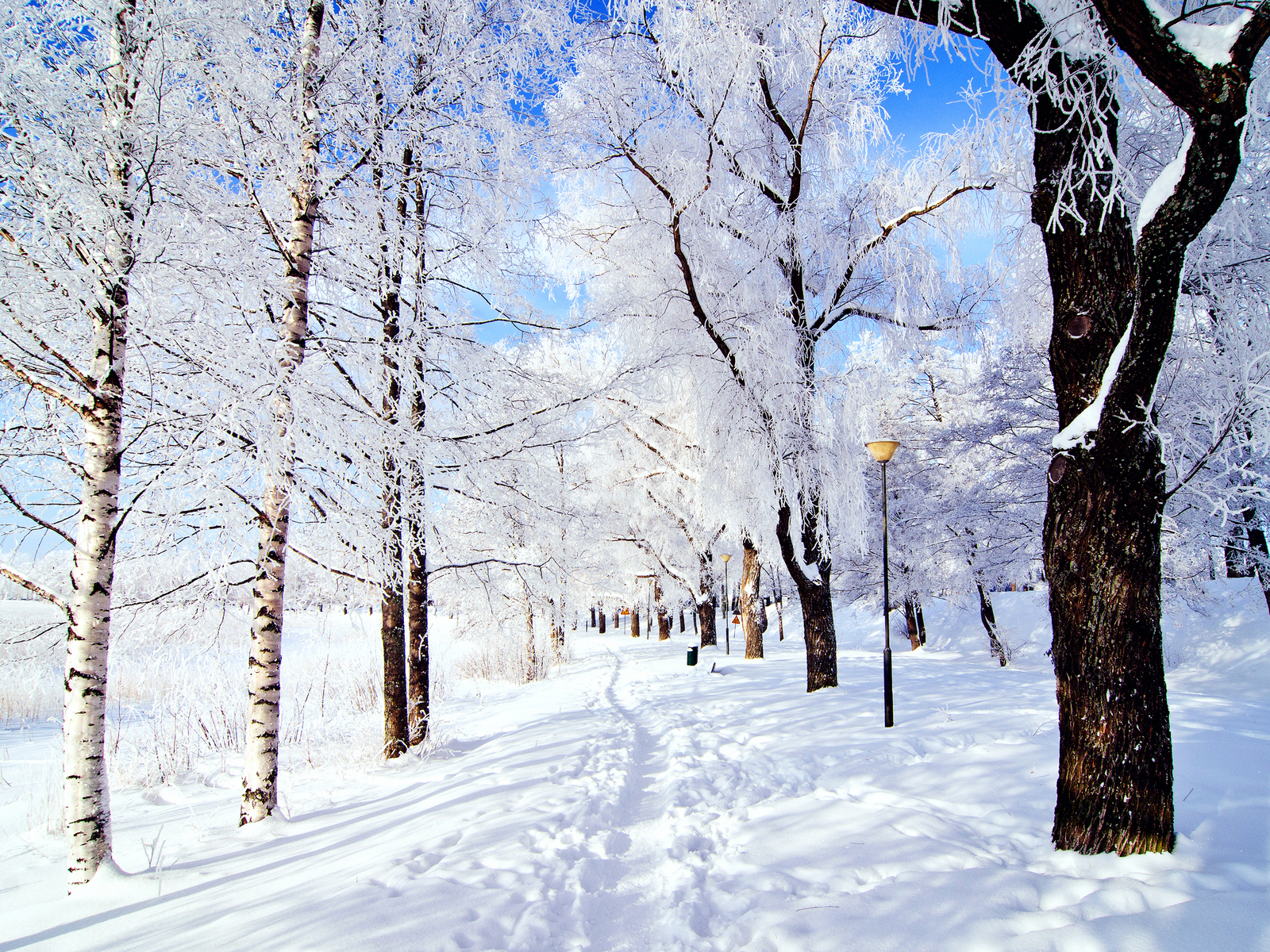 природа, зима, парк, снег, деревья, иней, небо