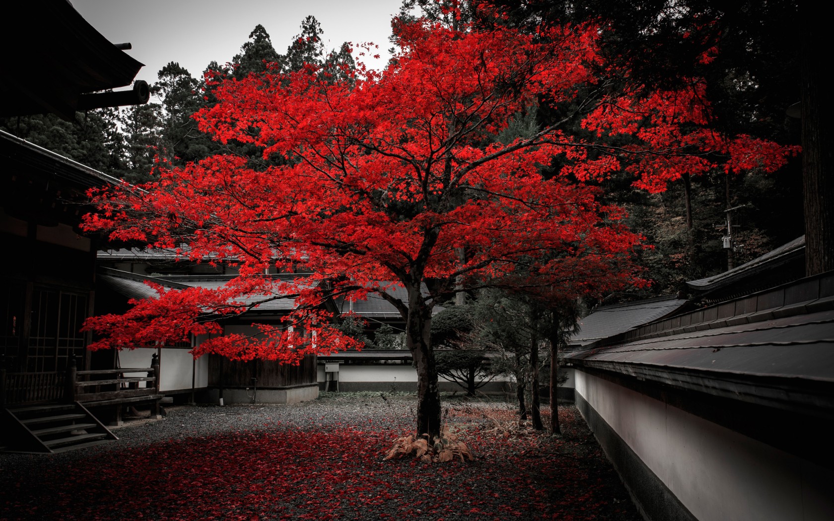 Багряные листья. Япония