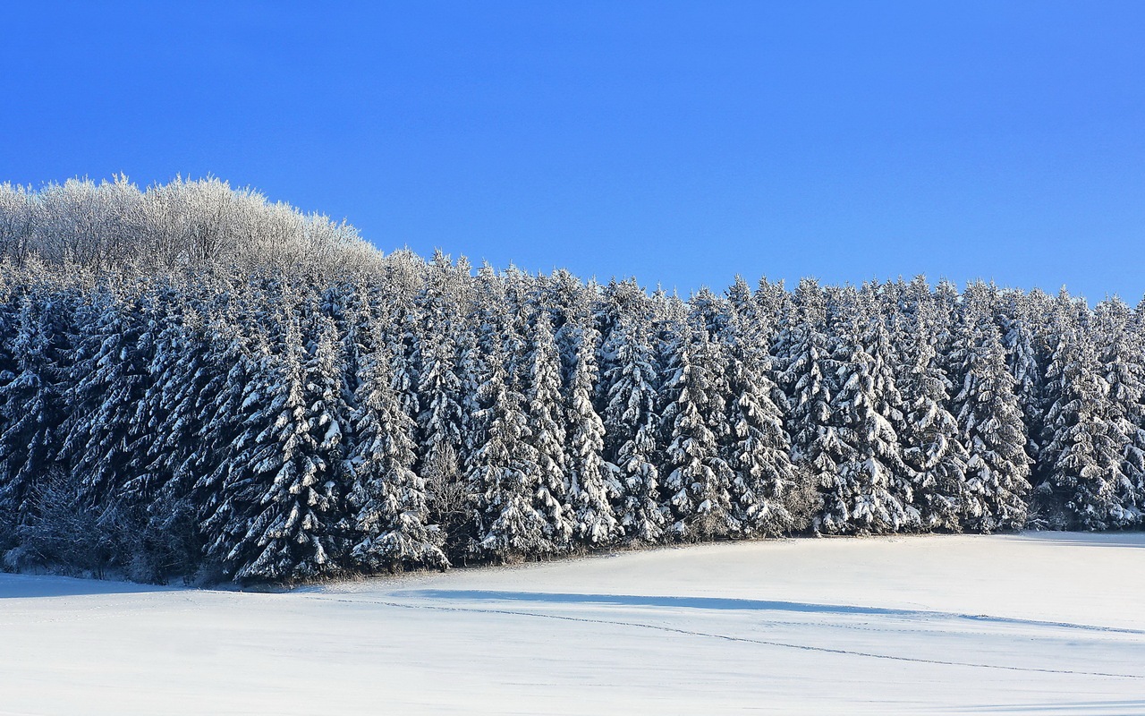 природа,лес,елки,снег,пейзаж
