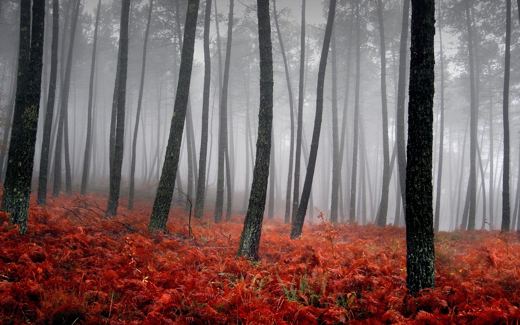 красный ковер, лес , стволы деревьев , туман