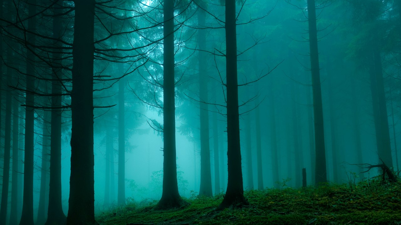 лес в тумане,деревья