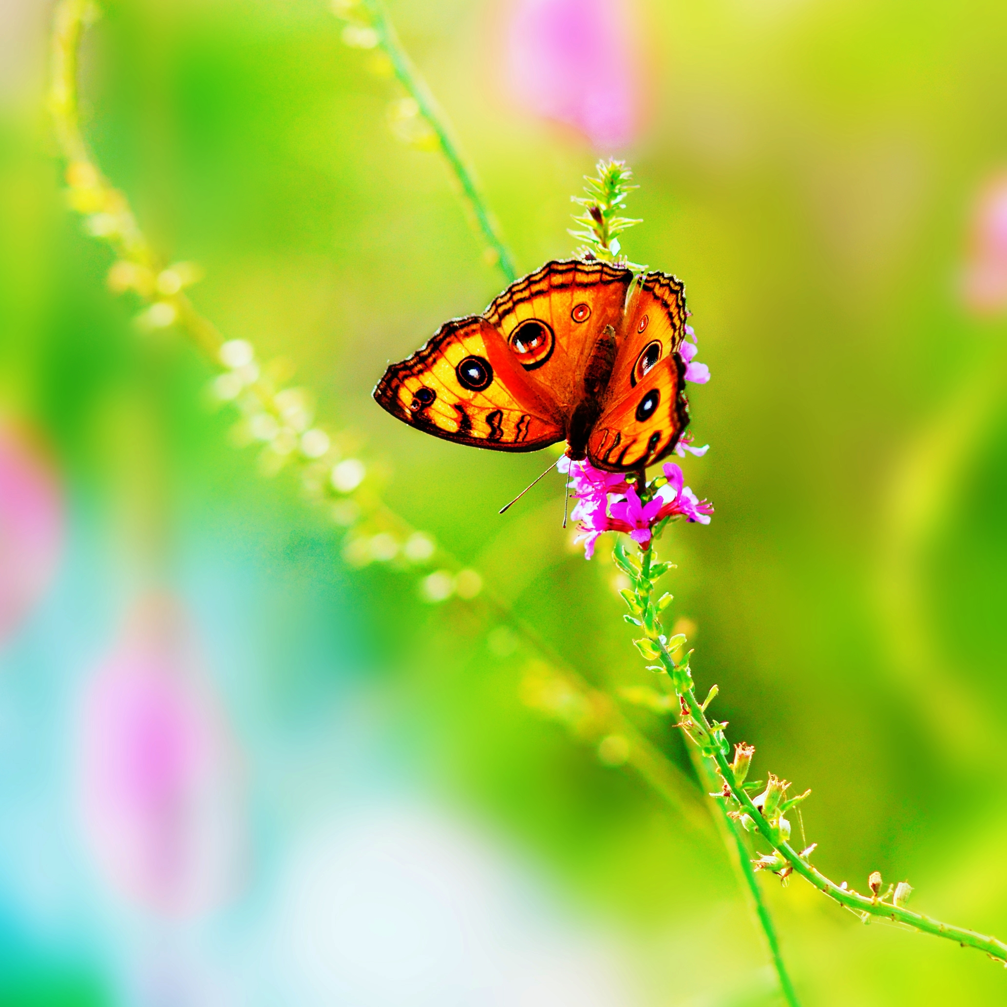 бабочка, цветок, лето, природа, насекомое, цвета