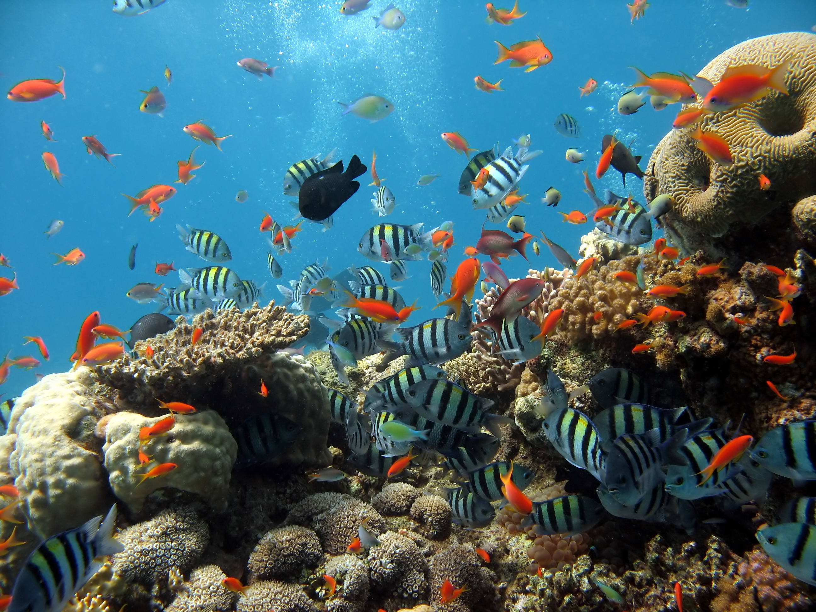 рыбы, кораллы, подводный мир, reef and fish