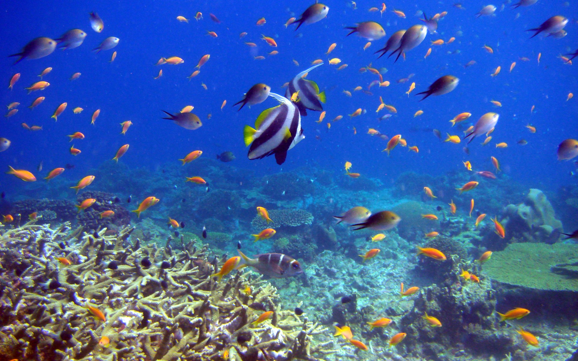 рыбы, кораллы, подводный мир, reef and fish