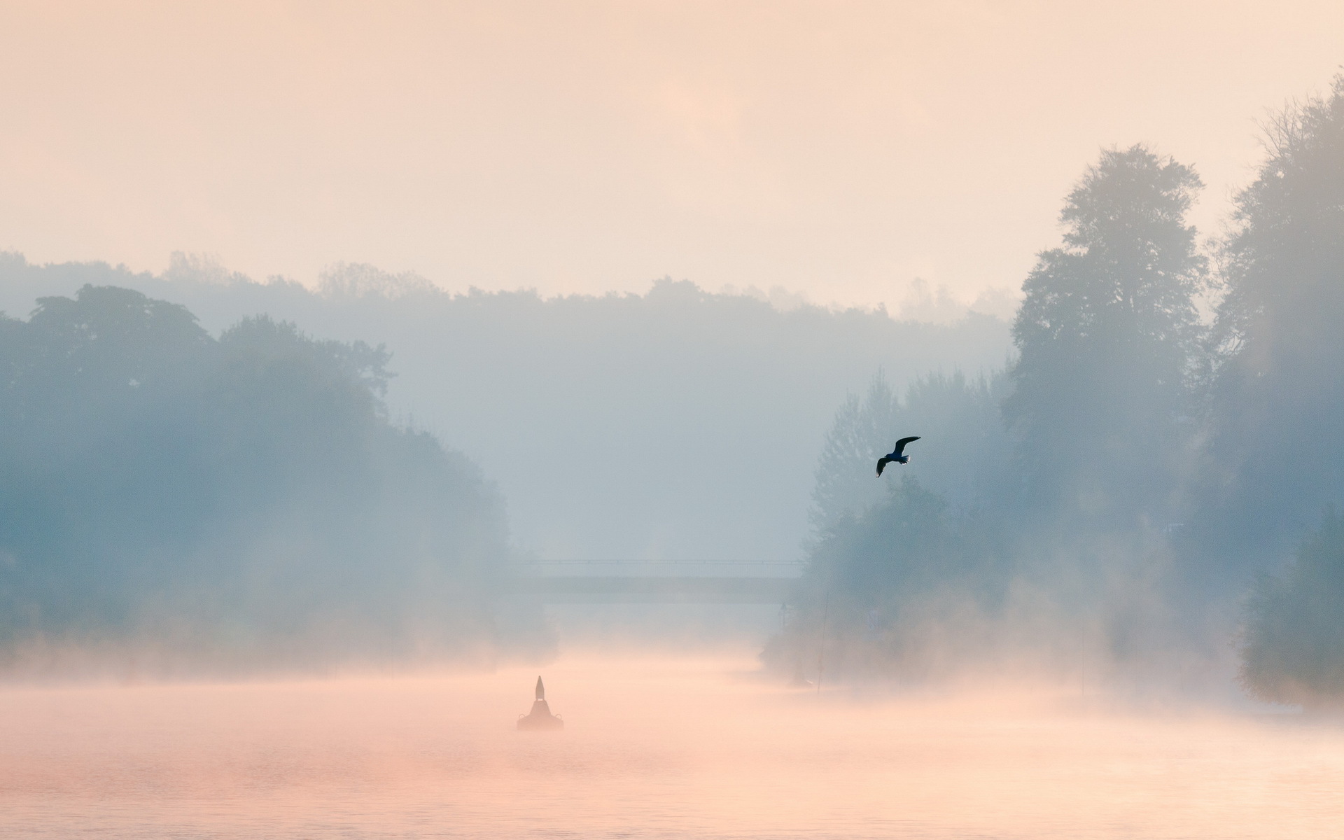 утро, озеро, туман, птица, пейзаж
