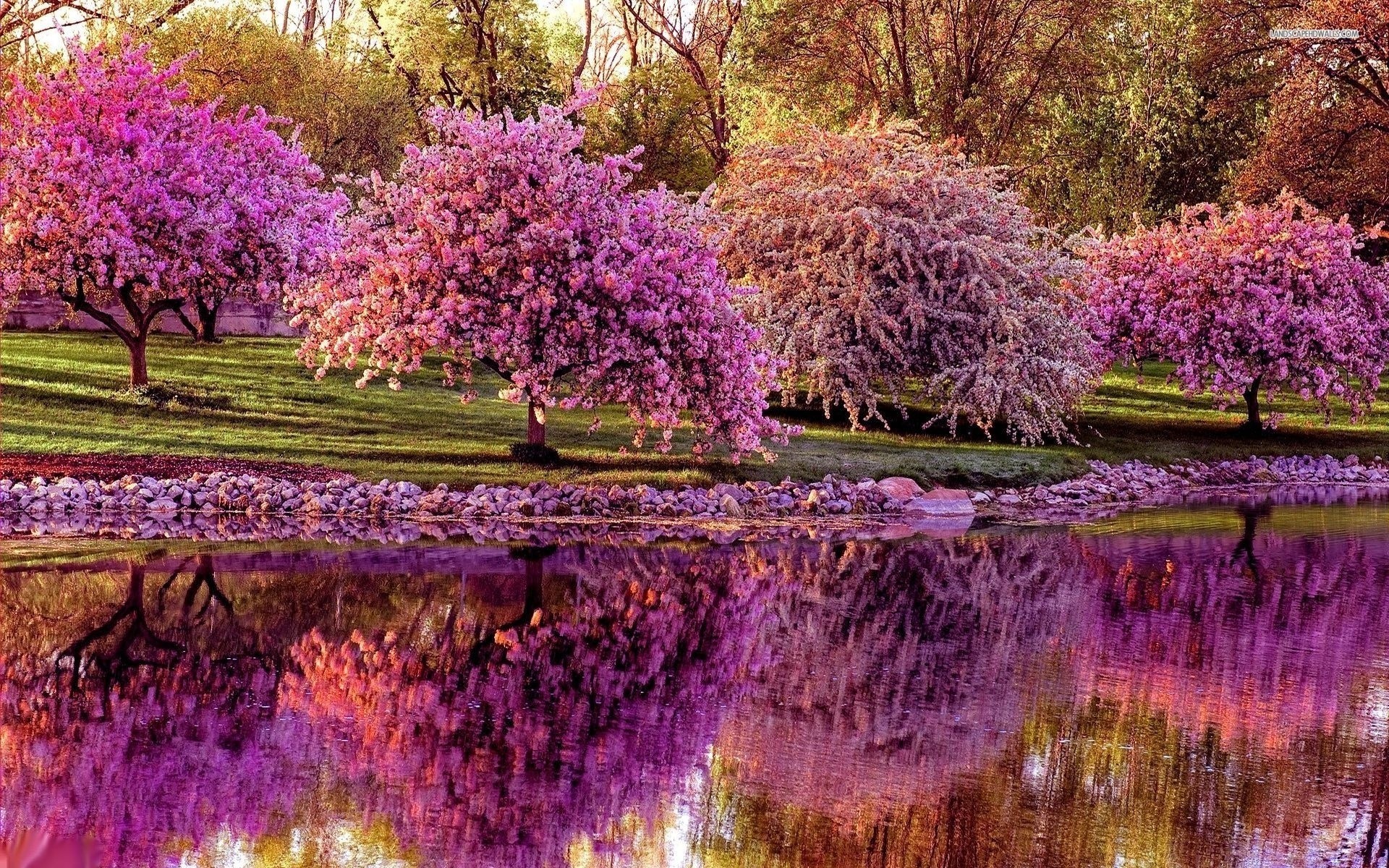 Красивый парк  цветущий в фиолетовых цветах