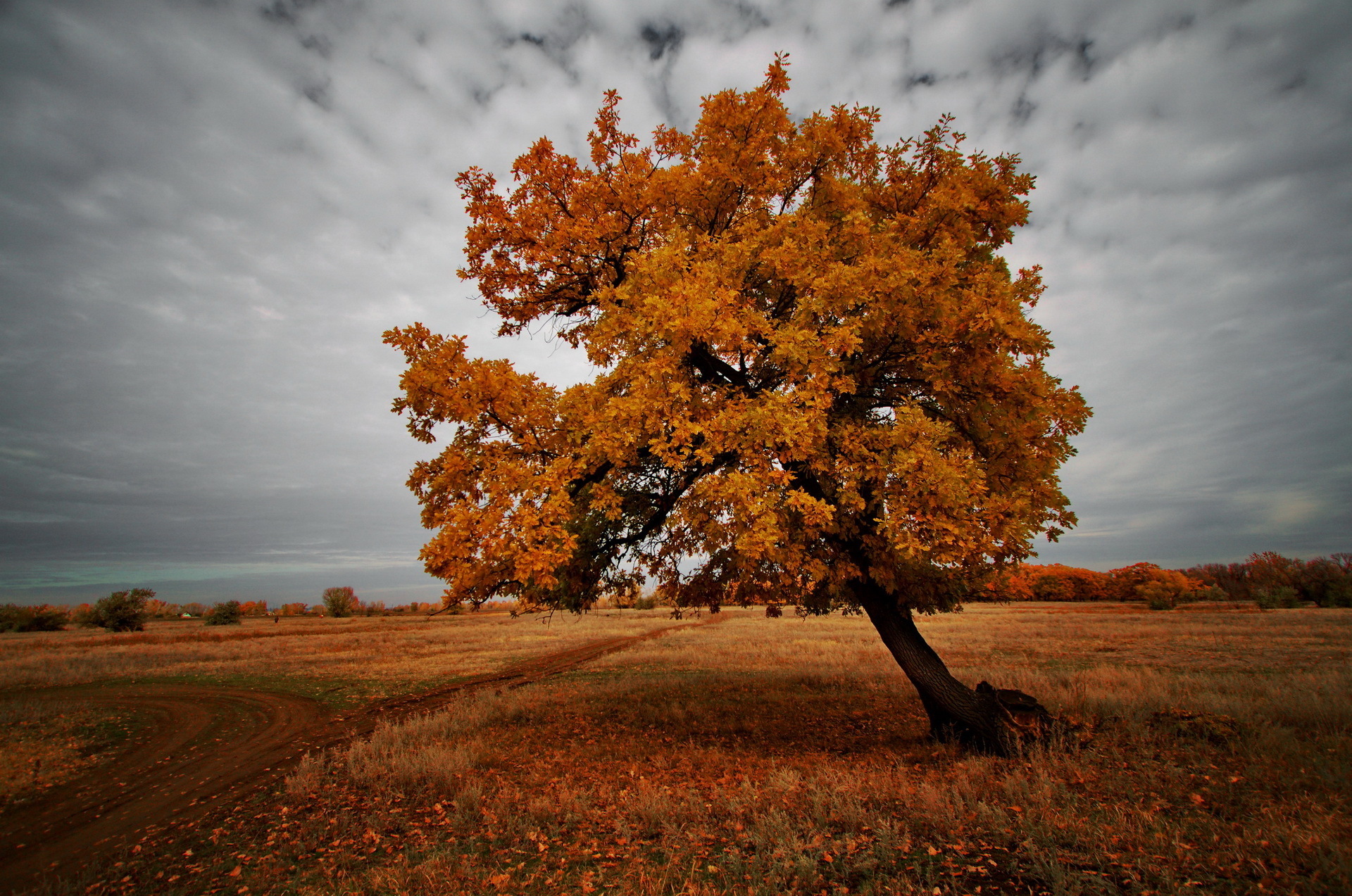 дерево, поле, осень, природа, пейзаж