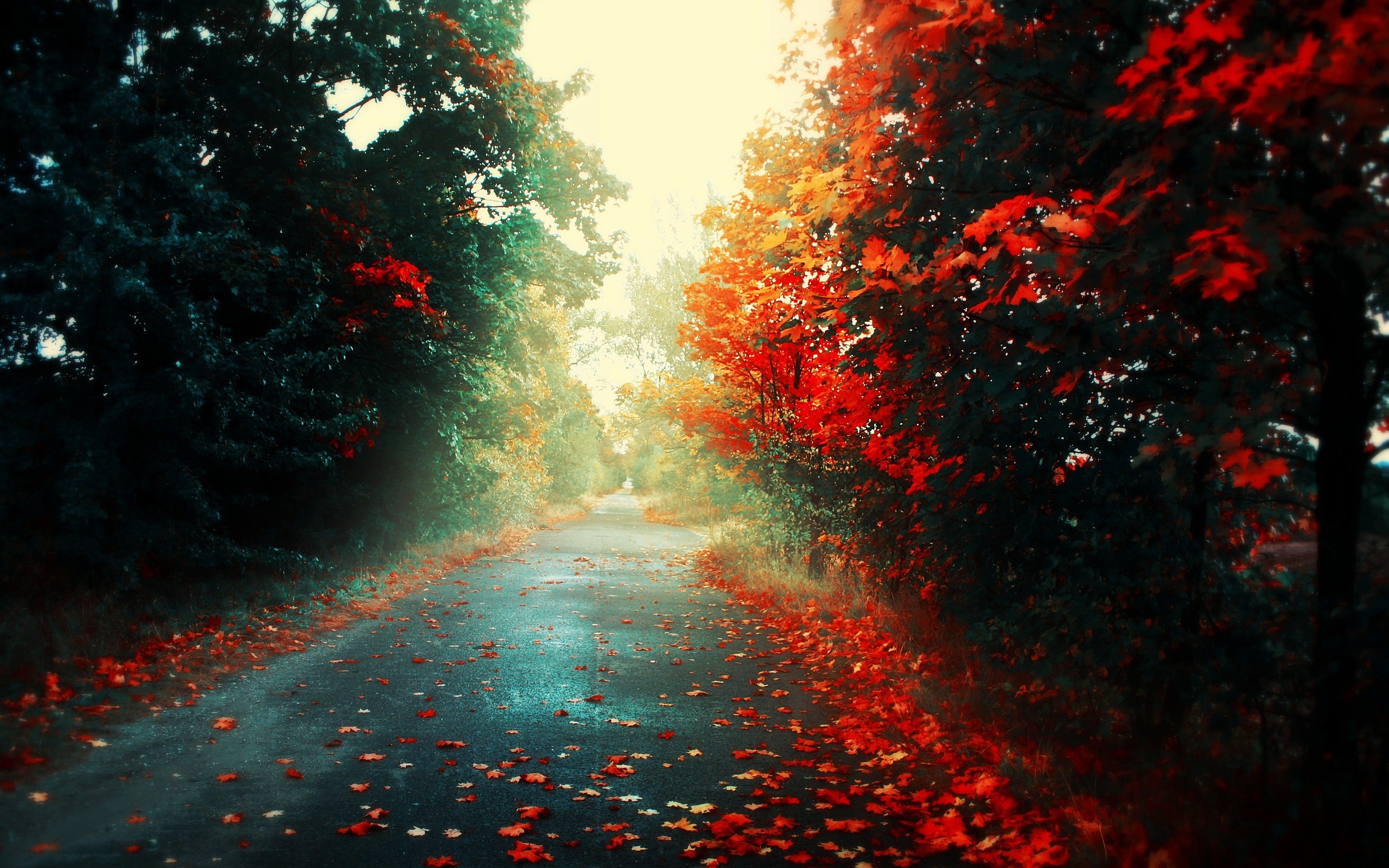 листья, свет, осень, дорога