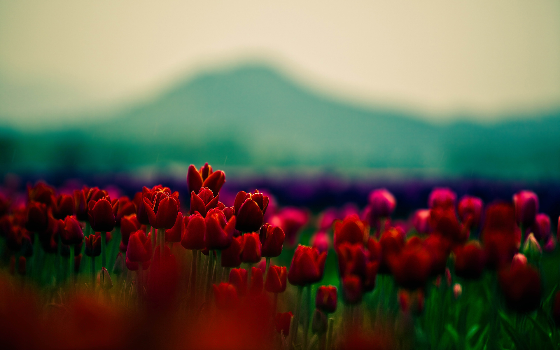 цветы обои, тюльпаны, tulips, красные, красные