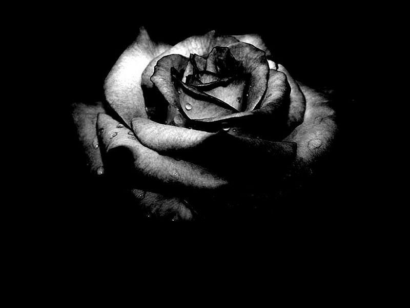 роза,черный.цветок,черно-белый