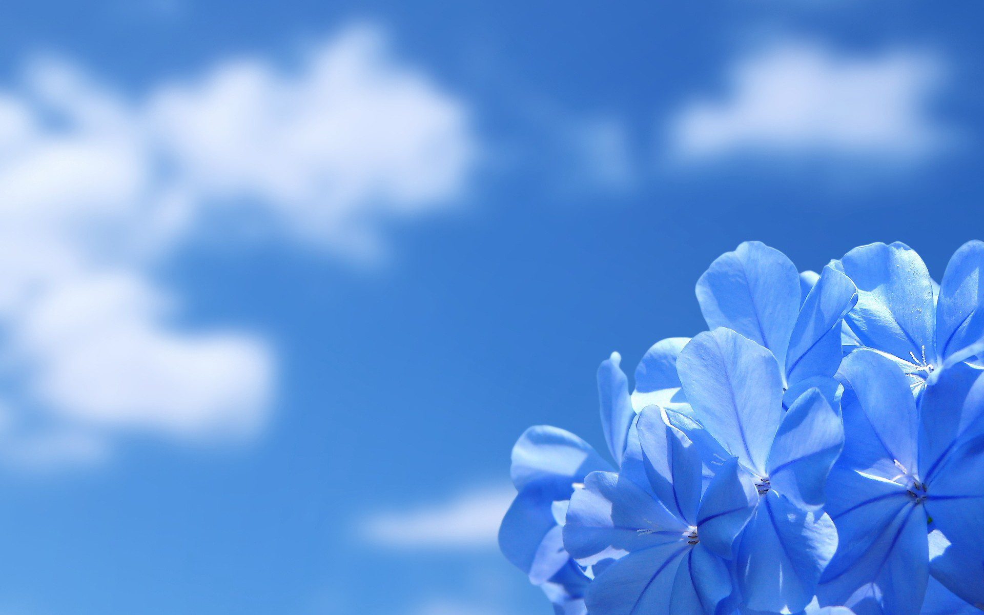blue , синева , цветок , голубой