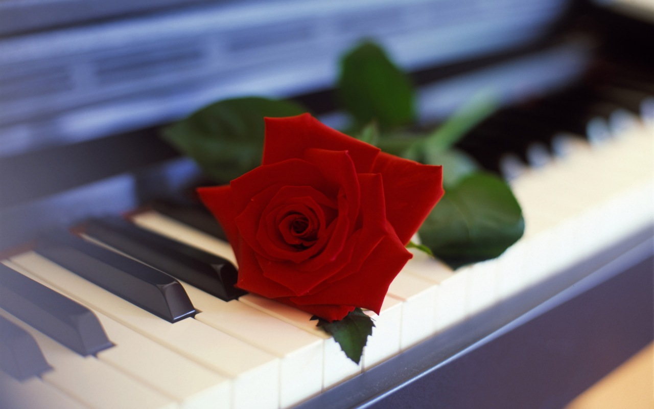 цветы,роза,красная,пианино,клавиши